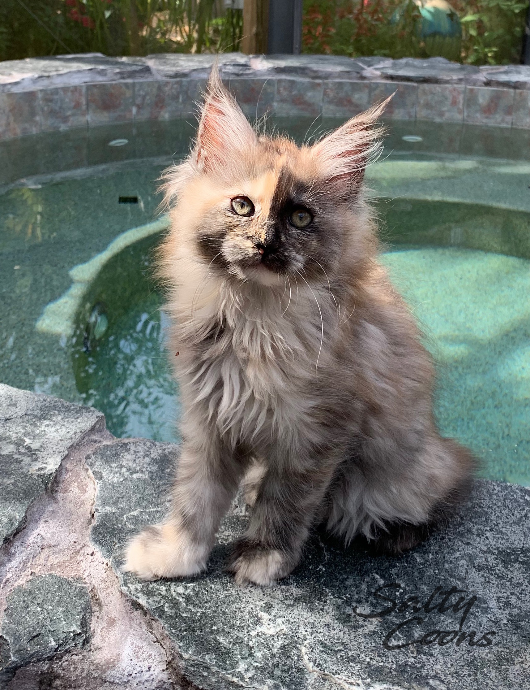 Maine Coon Cats for Sale - Salty Coons Cattery - 20 Years ...