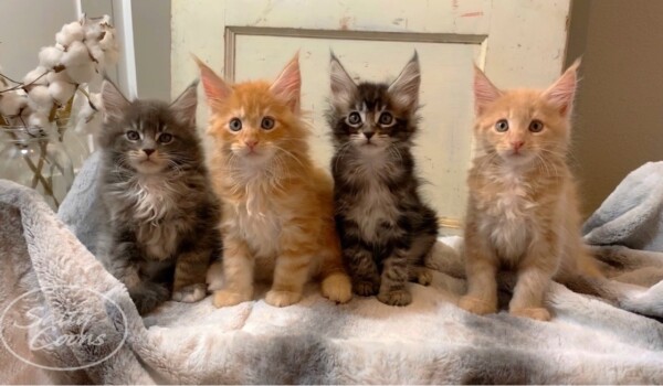 Maine Coon Kittens For Sale In Tampa, Florida - Breeding For Over 20 Years